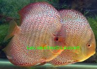 LEICESTER DISCUS Importer & Breeder of Show Quality Discus. Specialist in Spotted types