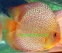 LEICESTER DISCUS Importer & Breeder of Show Quality Discus. Specialist in Spotted types