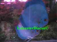LEICESTER DISCUS Importer & Breeder of Show Quality Discus. Specialist in Spotted types