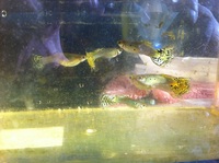 leopard dotted guppy fishes for sale