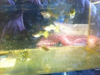 leopard dotted guppy fishes for sale