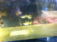 leopard dotted guppy fishes for sale