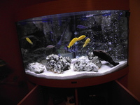 tropical fish tank full set up