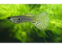 leopard dotted guppy fishes for sale