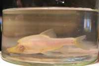 Dreaming of rare unobtainable fish????Chinese Blind Cave Unicorn Fish (Sinocyclocheilus furcodorsalis)