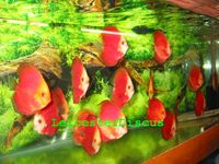 LEICESTER DISCUS Importer & Breeder of Show Quality Discus. Specialist in Spotted types