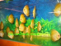 LEICESTER DISCUS Importer & Breeder of Show Quality Discus. Specialist in Spotted types