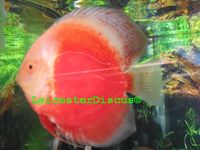LEICESTER DISCUS Importer & Breeder of Show Quality Discus. Specialist in Spotted types