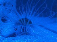 MARINE STUNNING Tube Anemone (The Ceriantharia) Invertebrates LARGE