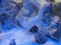 MARINE STUNNING Tube Anemone (The Ceriantharia) Invertebrates LARGE