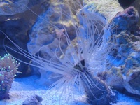 MARINE STUNNING Tube Anemone (The Ceriantharia) Invertebrates LARGE