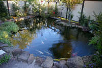 pond fish re homing