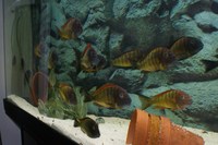 Wild Caught Breeding Group of Tropheus Ilangi (Liverpool) ALL SOLD