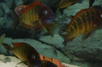 Wild Caught Breeding Group of Tropheus Ilangi (Liverpool) ALL SOLD