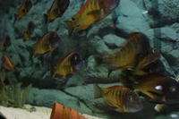 Wild Caught Breeding Group of Tropheus Ilangi (Liverpool) ALL SOLD