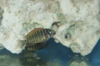 Wild Caught Breeding Group of Tropheus Ilangi (Liverpool) ALL SOLD