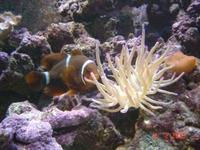 Marine aquarium (300 Ltrs) complete set up.