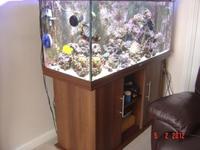 Marine aquarium (300 Ltrs) complete set up.