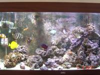 Marine aquarium (300 Ltrs) complete set up.