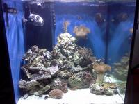 Building YOUR aquarium the way YOU want it
