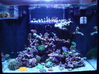 Building YOUR aquarium the way YOU want it