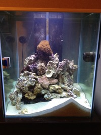 Building YOUR aquarium the way YOU want it
