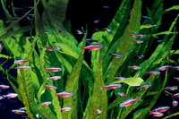 CARDINAL TETRA, BEAUTIFUL COLOURFUL TETRA tropical fish