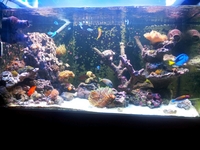 POSEIDONS PALACE - RIMLESS BRACELESS AQUARIUMS