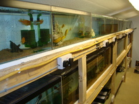 Malawi Cichlid Centre Aylesbury Buckinghamshire