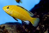 Malawi Cichlid Centre Aylesbury Buckinghamshire