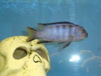 Malawi Cichlid Centre Aylesbury Buckinghamshire