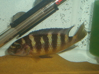 Malawi Cichlid Centre Aylesbury Buckinghamshire