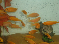 Malawi Cichlid Centre Aylesbury Buckinghamshire