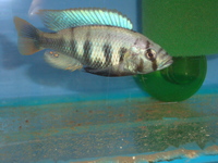 Malawi Cichlid Centre Aylesbury Buckinghamshire
