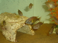 Malawi Cichlid Centre Aylesbury Buckinghamshire