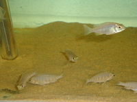 Malawi Cichlid Centre Aylesbury Buckinghamshire