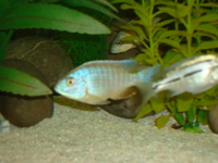 Malawi Cichlid Centre Aylesbury Buckinghamshire
