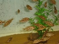 Malawi Cichlid Centre Aylesbury Buckinghamshire