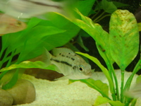 Malawi Cichlid Centre Aylesbury Buckinghamshire