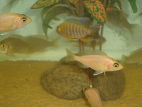 Malawi Cichlid Centre Aylesbury Buckinghamshire
