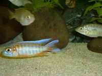 Malawi Cichlid Centre Aylesbury Buckinghamshire