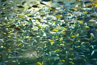 Malawi Cichlid Centre Aylesbury Buckinghamshire