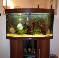 Luxury Juwel Vision 180 in dark wood plus complete discus setup