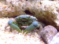 Loads of Clean Up Crew Available including Peppermint Shrimps £6.99 each