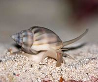 Loads of Clean Up Crew Available including Peppermint Shrimps £6.99 each
