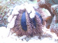 Loads of Clean Up Crew Available including Peppermint Shrimps £6.99 each