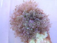 Bubble tip anemones only £19.99