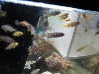 MALAWI JUVENILES AND FRY FOR SALE