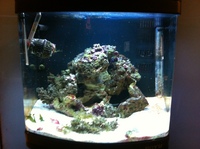 Orca - complete marine aquarium / fish tank setup + stand