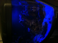 Orca - complete marine aquarium / fish tank setup + stand